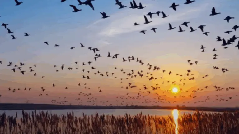 Odisha Sets Up 22 Temporary Protection Camps For Migratory Birds In Chilika