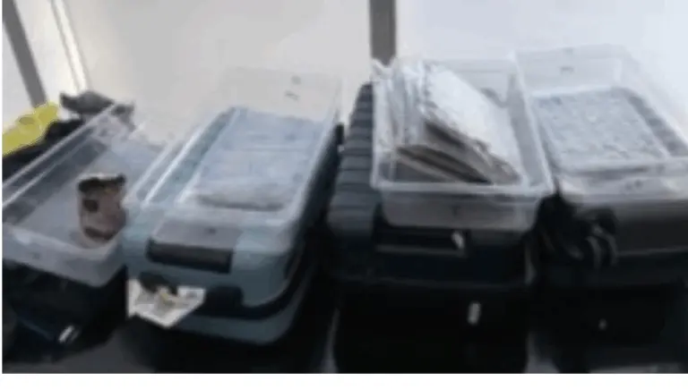 Hydroponic Weed Worth Rs 1.85 Cr Seized At Bhubaneswar Airport, 4 Held
