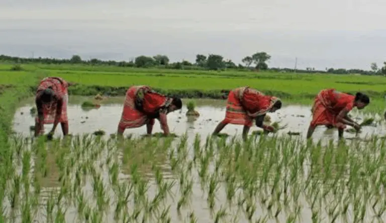 Over 35.39 Lakh Odisha Farmers To Get Rs 707.86 Cr Under PM Kisan Yojana Tomorrow