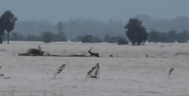 No Blackbuck Casualty Reported In Flood-Ravaged Ganjam, Says Odisha Govt