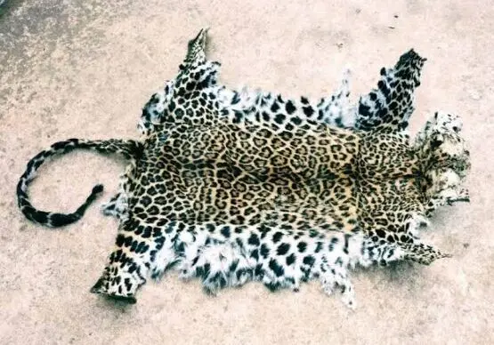 Odisha Forest Officials Seize Two Leopard Skins, Six Arrested