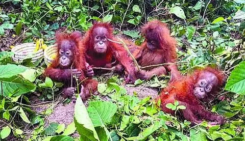 Indonesian Team Plans Odisha Visit To Verify Orangutan Origins